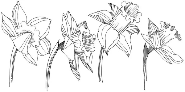 Vektor Narziss Wildblume Blütenbotanische Blume Isoliertes Illustrationselement Vektorwildblume Für Hintergrund — Stockvektor