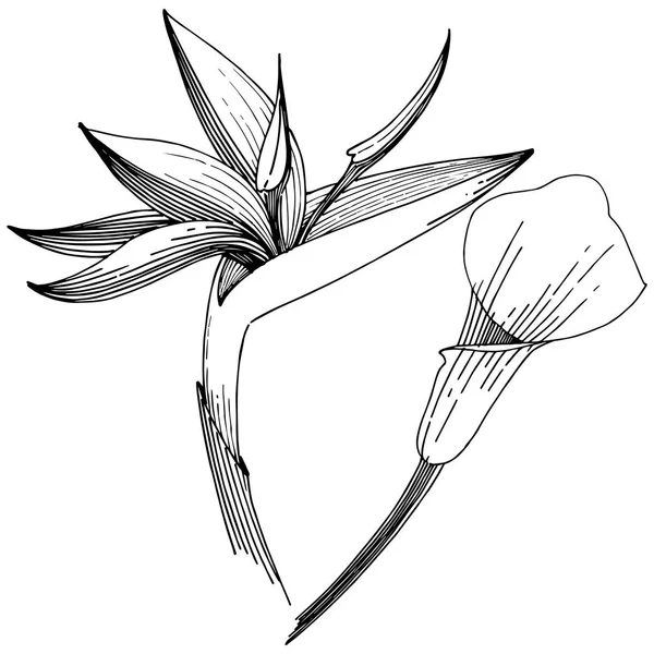 Tropikal çiçek bir vektör tarzı. İzole illüstrasyon öğesi. Arka plan, doku, sarıcı desen, çerçeve veya kenarlık için vektör çiçek.