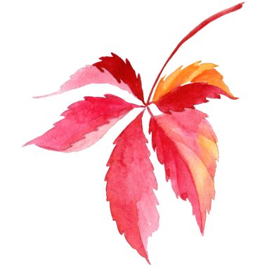 Suluboya kırmızı üzüm yaprakları. Yaprak bitki botanik bahçe çiçek yaprakları. İzole illüstrasyon öğesi. Aquarelle yaprak için arka plan, doku, sarıcı desen, çerçeve veya kenarlık.