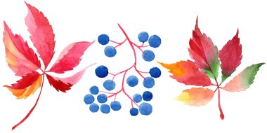Suluboya kırmızı üzüm yaprakları. Yaprak bitki botanik bahçe çiçek yaprakları. İzole illüstrasyon öğesi. Aquarelle yaprak için arka plan, doku, sarıcı desen, çerçeve veya kenarlık.