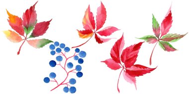 Suluboya kırmızı üzüm yaprakları. Yaprak bitki botanik bahçe çiçek yaprakları. İzole illüstrasyon öğesi. Aquarelle yaprak için arka plan, doku, sarıcı desen, çerçeve veya kenarlık.