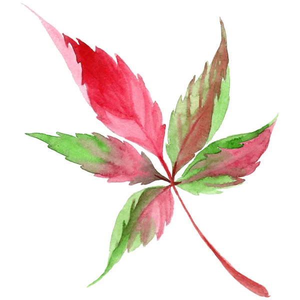 Υδατογραφία Κόκκινο Σταφύλι Φύλλα Φύλλο Φυτού Βοτανικός Κήπος Floral Φύλλωμα — Φωτογραφία Αρχείου