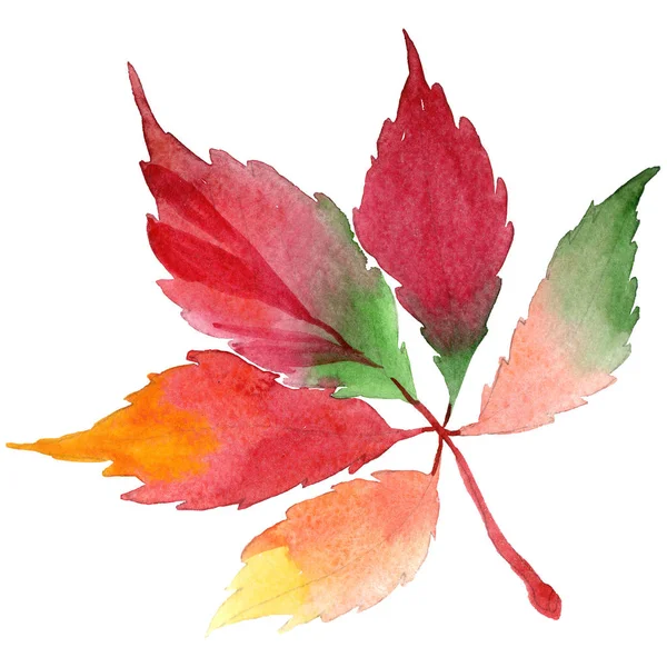 Watercolor Red Grapes Leaves Leaf Plant Botanical Garden Floral Foliage — Stock Photo, Image