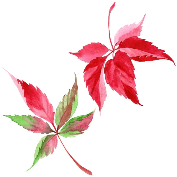 Watercolor Red Grapes Leaves Leaf Plant Botanical Garden Floral Foliage — Stock Photo, Image