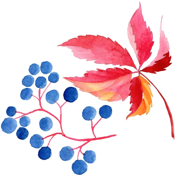 Akvarell Vörös Szőlő Levelek Leveles Növény Botanikus Kert Virágos Lombozat — Stock Fotó