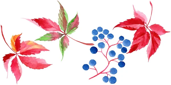Akvarel Červené Hrozny Listy Listy Rostlin Botanická Zahrada Květinové Listy — Stock fotografie