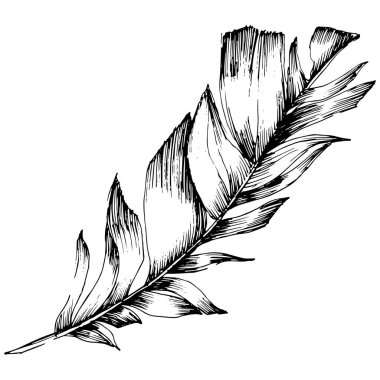 Vektör kuş tüyü izole Wing. İzole illüstrasyon öğesi. Arka plan, doku, sarıcı desen, çerçeve veya sınır vektör tüy.