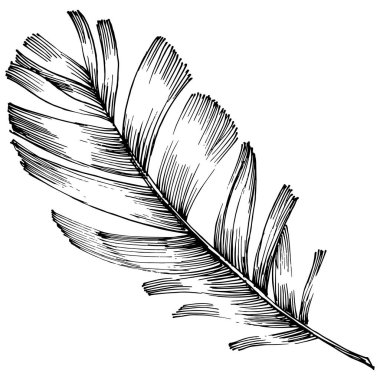 Vektör kuş tüyü izole Wing. İzole illüstrasyon öğesi. Arka plan, doku, sarıcı desen, çerçeve veya sınır vektör tüy.