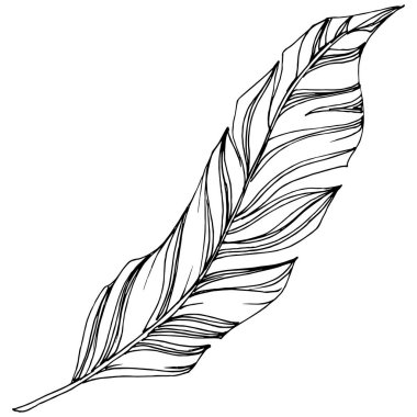 Vektör kuş tüyü izole Wing. İzole illüstrasyon öğesi. Arka plan, doku, sarıcı desen, çerçeve veya sınır vektör tüy.