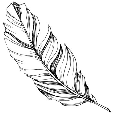 Vektör kuş tüyü izole Wing. İzole illüstrasyon öğesi. Arka plan, doku, sarıcı desen, çerçeve veya sınır vektör tüy.
