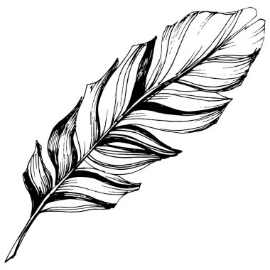 Vektör kuş tüyü izole Wing. İzole illüstrasyon öğesi. Arka plan, doku, sarıcı desen, çerçeve veya sınır vektör tüy.