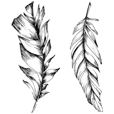 Vektör kuş tüyü izole Wing. İzole illüstrasyon öğesi. Arka plan, doku, sarıcı desen, çerçeve veya sınır vektör tüy.