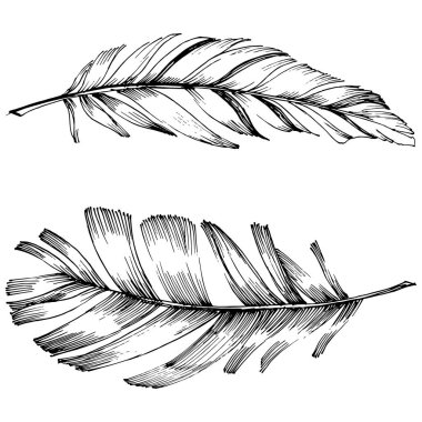 Vektör kuş tüyü izole Wing. İzole illüstrasyon öğesi. Arka plan, doku, sarıcı desen, çerçeve veya sınır vektör tüy.