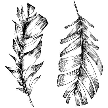 Vektör kuş tüyü izole Wing. İzole illüstrasyon öğesi. Arka plan, doku, sarıcı desen, çerçeve veya sınır vektör tüy.