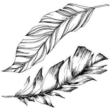 Vektör kuş tüyü izole Wing. İzole illüstrasyon öğesi. Arka plan, doku, sarıcı desen, çerçeve veya sınır vektör tüy.
