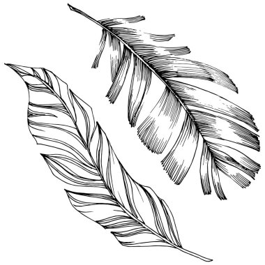 Vektör kuş tüyü izole Wing. İzole illüstrasyon öğesi. Arka plan, doku, sarıcı desen, çerçeve veya sınır vektör tüy.