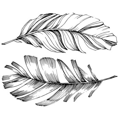 Vektör kuş tüyü izole Wing. İzole illüstrasyon öğesi. Arka plan, doku, sarıcı desen, çerçeve veya sınır vektör tüy.