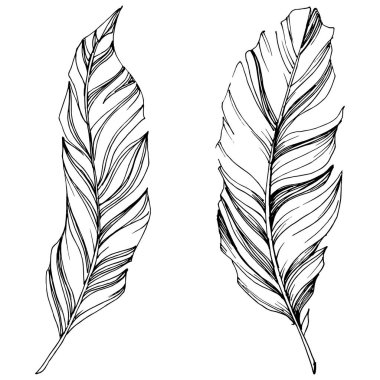 Vektör kuş tüyü izole Wing. İzole illüstrasyon öğesi. Arka plan, doku, sarıcı desen, çerçeve veya sınır vektör tüy.