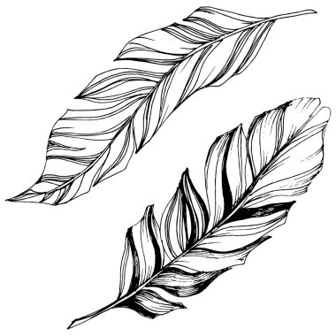 Vektör kuş tüyü izole Wing. İzole illüstrasyon öğesi. Arka plan, doku, sarıcı desen, çerçeve veya sınır vektör tüy.