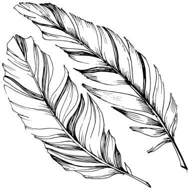 Vektör kuş tüyü izole Wing. İzole illüstrasyon öğesi. Arka plan, doku, sarıcı desen, çerçeve veya sınır vektör tüy.