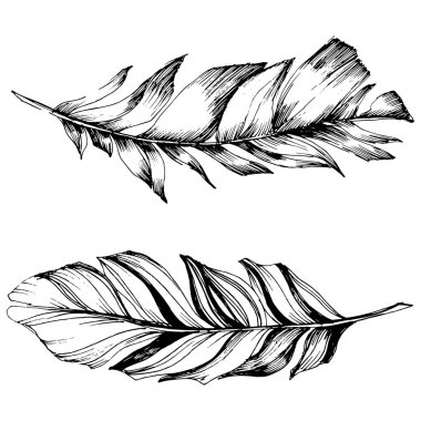 Vektör kuş tüyü izole Wing. İzole illüstrasyon öğesi. Arka plan, doku, sarıcı desen, çerçeve veya sınır vektör tüy.