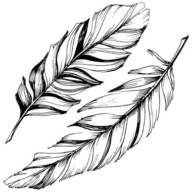 Vektör kuş tüyü izole Wing. İzole illüstrasyon öğesi. Arka plan, doku, sarıcı desen, çerçeve veya sınır vektör tüy.