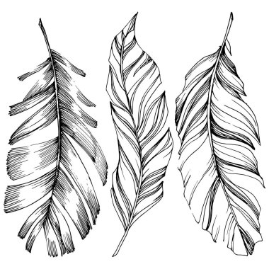 Vektör kuş tüyü izole Wing. İzole illüstrasyon öğesi. Arka plan, doku, sarıcı desen, çerçeve veya sınır vektör tüy.