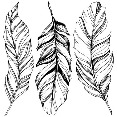 Vektör kuş tüyü izole Wing. İzole illüstrasyon öğesi. Arka plan, doku, sarıcı desen, çerçeve veya sınır vektör tüy.