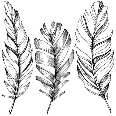 Vektör kuş tüyü izole Wing. İzole illüstrasyon öğesi. Arka plan, doku, sarıcı desen, çerçeve veya sınır vektör tüy.