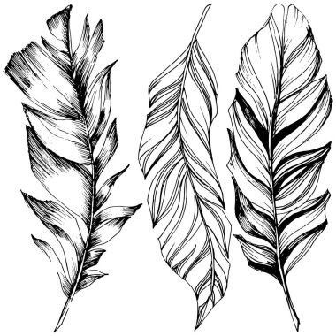 Vektör kuş tüyü izole Wing. İzole illüstrasyon öğesi. Arka plan, doku, sarıcı desen, çerçeve veya sınır vektör tüy.