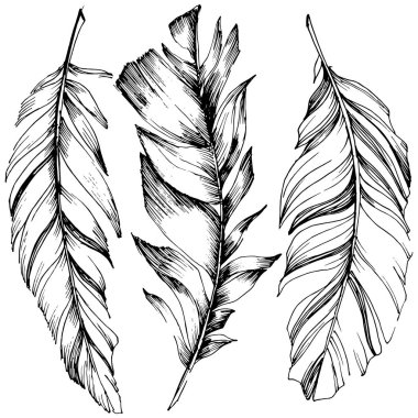 Vektör kuş tüyü izole Wing. İzole illüstrasyon öğesi. Arka plan, doku, sarıcı desen, çerçeve veya sınır vektör tüy.