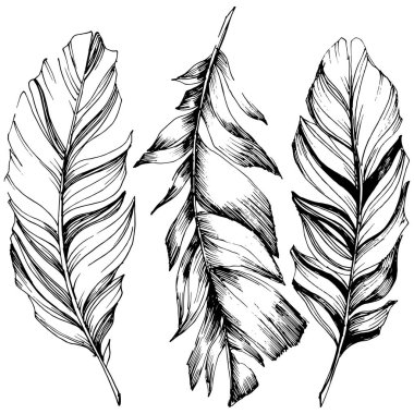 Vektör kuş tüyü izole Wing. İzole illüstrasyon öğesi. Arka plan, doku, sarıcı desen, çerçeve veya sınır vektör tüy.