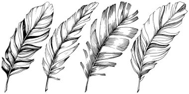Vektör kuş tüyü izole Wing. İzole illüstrasyon öğesi. Arka plan, doku, sarıcı desen, çerçeve veya sınır vektör tüy.