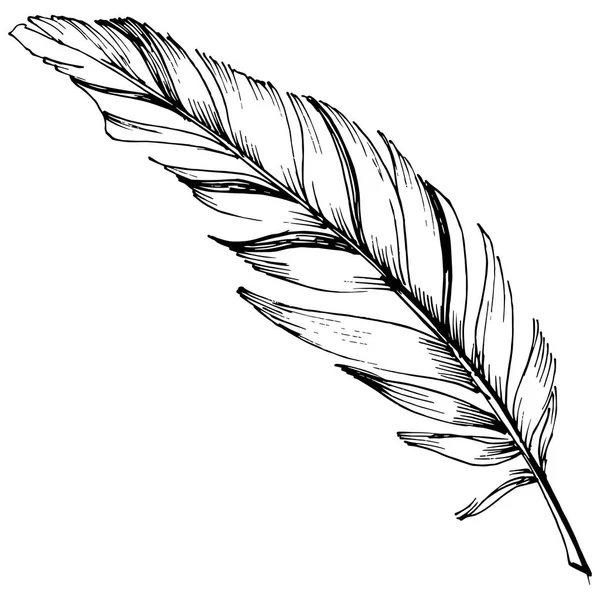 ベクター分離された翼から鳥羽 孤立した図の要素 テクスチャ ラッパー パターン 枠や図面枠のベクターの羽 — ストックベクタ