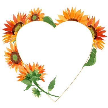 Suluboya portakal çiçeği ayçiçeği. Botanik çiçek. Çerçeve kenarlığı süsleme Meydanı. Arka plan, doku, sarıcı desen, çerçeve veya kenarlık için Aquarelle kır çiçeği.