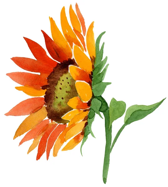 Aquarell Orange Sonnenblume Blume Blütenbotanische Blume Isoliertes Illustrationselement Aquarell Wildblume — Stockfoto