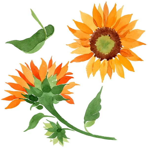 Fiore Girasole Arancione Acquerello Fiore Botanico Floreale Elemento Illustrazione Isolato — Foto Stock