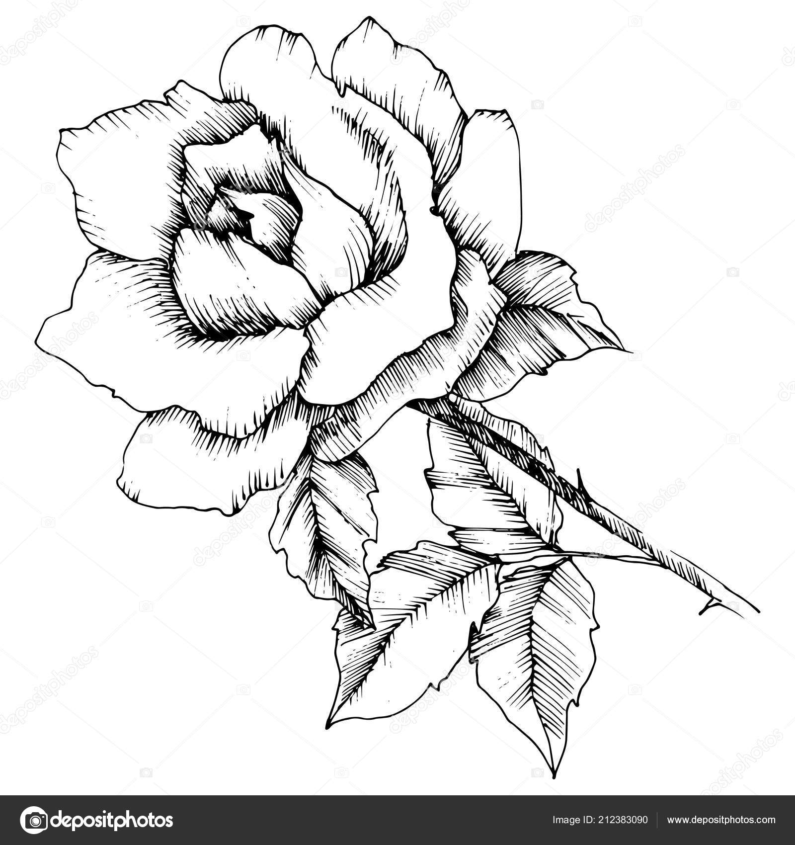 Rose Flower Vector Style Isolated Illustration Element Full Name Plant Vector Image By C Mystocks Vector Stock 212383090 https depositphotos com 212383090 stock illustration rose flower vector style isolated html