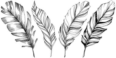 Vektör kuş tüyü izole Wing. İzole illüstrasyon öğesi. Arka plan, doku, sarıcı desen, çerçeve veya sınır vektör tüy.