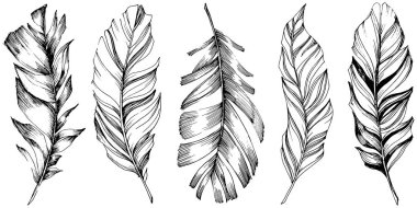 Vektör kuş tüyü izole Wing. İzole illüstrasyon öğesi. Arka plan, doku, sarıcı desen, çerçeve veya sınır vektör tüy.