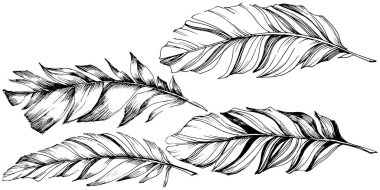 Vektör kuş tüyü izole Wing. İzole illüstrasyon öğesi. Arka plan, doku, sarıcı desen, çerçeve veya sınır vektör tüy.
