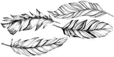 Vektör kuş tüyü izole Wing. İzole illüstrasyon öğesi. Arka plan, doku, sarıcı desen, çerçeve veya sınır vektör tüy.
