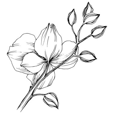 Vektör tropikal orkide çiçek. Botanik çiçek. İzole illüstrasyon öğesi. Arka plan, doku, sarıcı desen, çerçeve veya sınır vektör kır çiçeği.