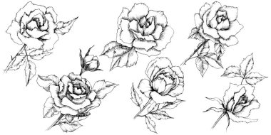 Gül çiçek bir vektör tarzda. İzole illüstrasyon öğesi. Bitki tam adı: gül. Arka plan, doku, sarıcı desen, çerçeve veya kenarlık için vektör çiçek.