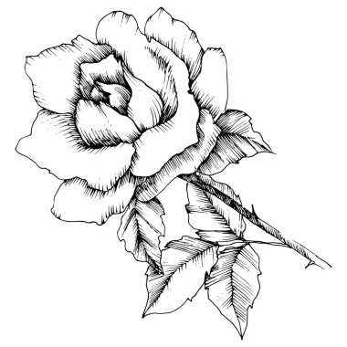 Gül çiçek bir vektör tarzda. İzole illüstrasyon öğesi. Bitki tam adı: gül. Arka plan, doku, sarıcı desen, çerçeve veya kenarlık için vektör çiçek.