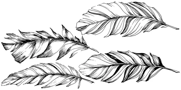 Vector Vogel Veren Van Vleugel Geïsoleerd Geïsoleerde Illustratie Element Vector — Stockvector