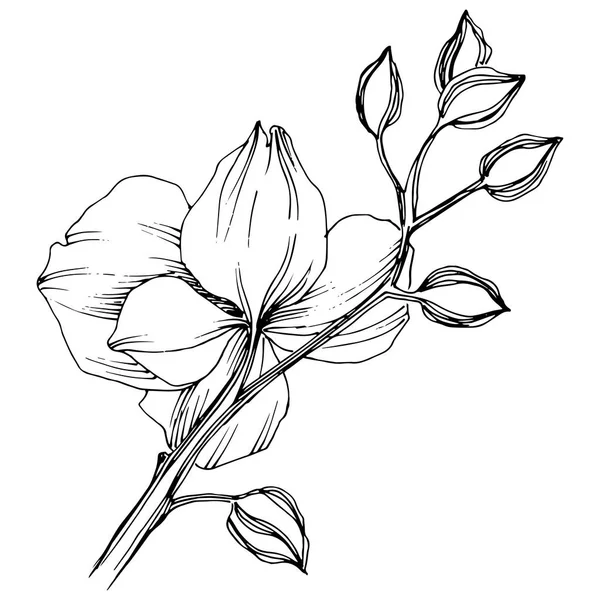 Wektor Tropikalny Kwiat Orchidei Botaniczny Kwiat Kwiatowy Element Ilustracja Białym — Wektor stockowy