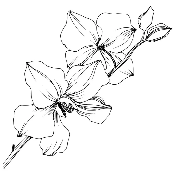 Flor Orquídea Tropical Vetorial Floral Flor Botânica Isolado Elemento Ilustração — Vetor de Stock