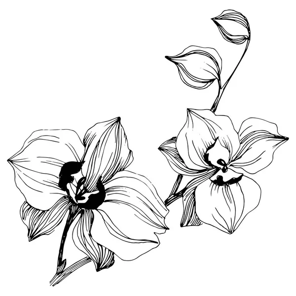 Vektor Tropisk Orkidé Blomma Blommig Botaniska Blomma Isolerade Illustration Element — Stock vektor