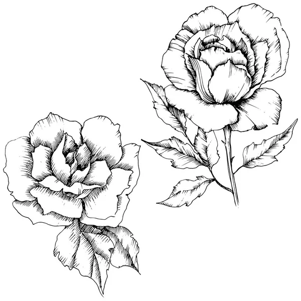 Rosenblüte Vektorstil Der Vollständige Name Der Pflanze Rose Vektorblume Für — Stockvektor